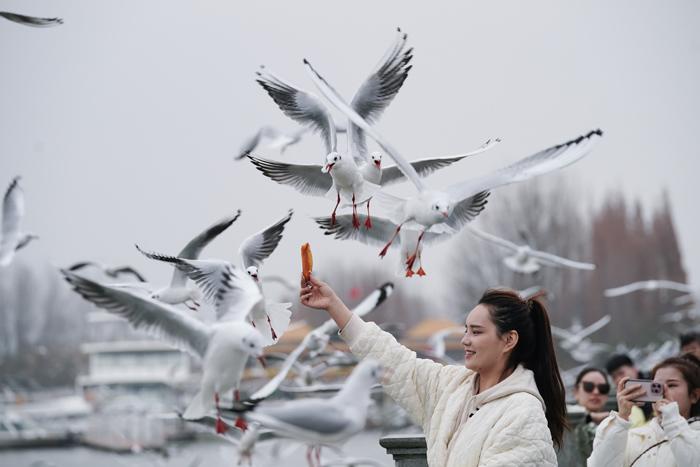 “春城”昆明迎降温 游客观鸥热情不减