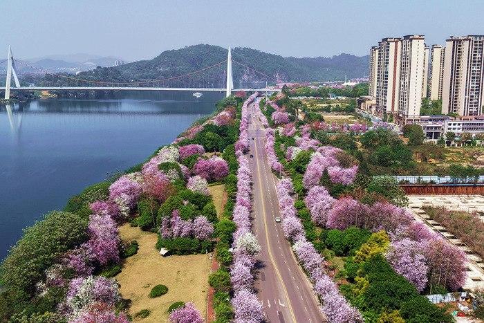 广西柳州洋紫荆花绘就春日浪漫画卷