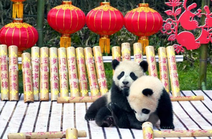 “2025级”新生大熊猫宝宝送出最萌马年祝福