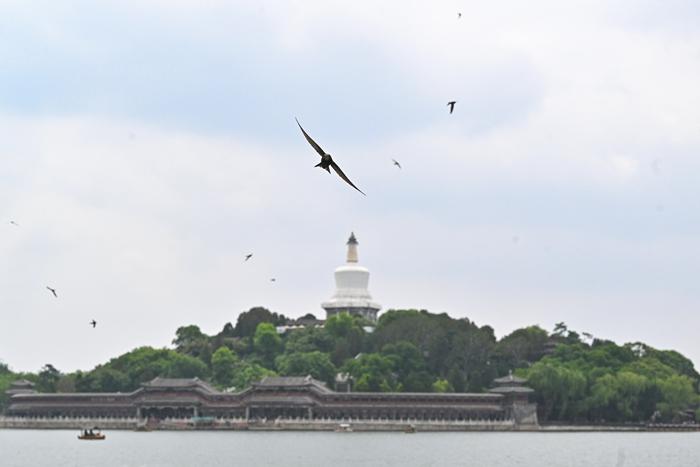 北京雨燕北海公园翱翔