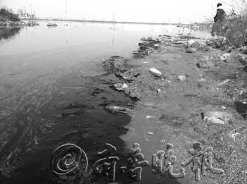 胶州湾鸟类遭油污之灾11只受污染海鸟仅3只存活