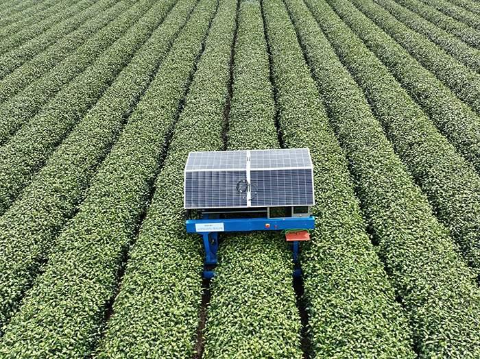 “AI智能采茶工”采摘明前西湖龙井茶