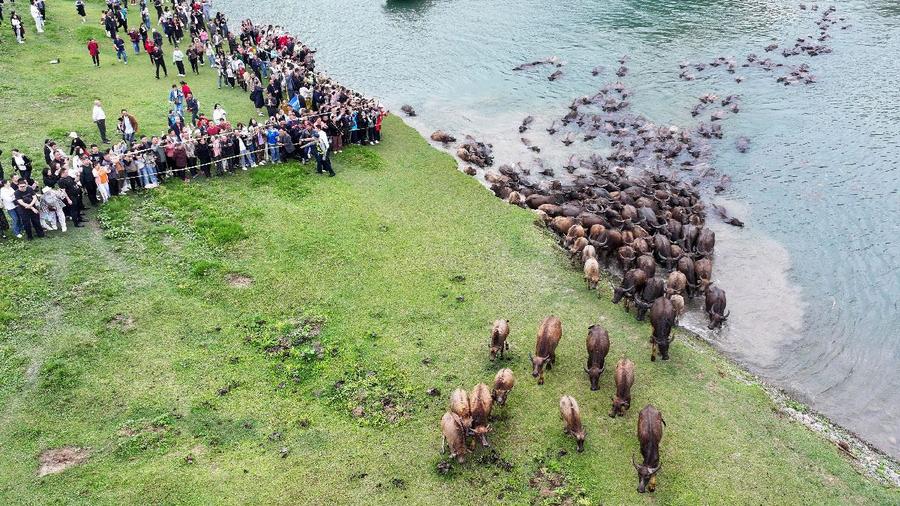 嘉陵江再现“百牛渡江”生态奇观