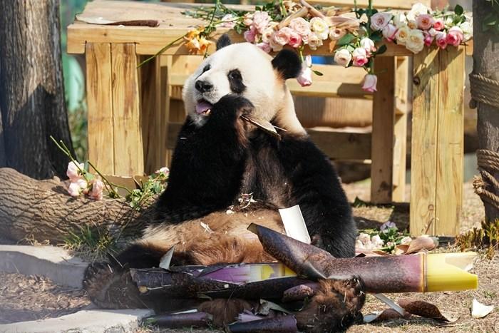 哈尔滨大熊猫兄弟“芝士”“芝麻”迎9周岁生日