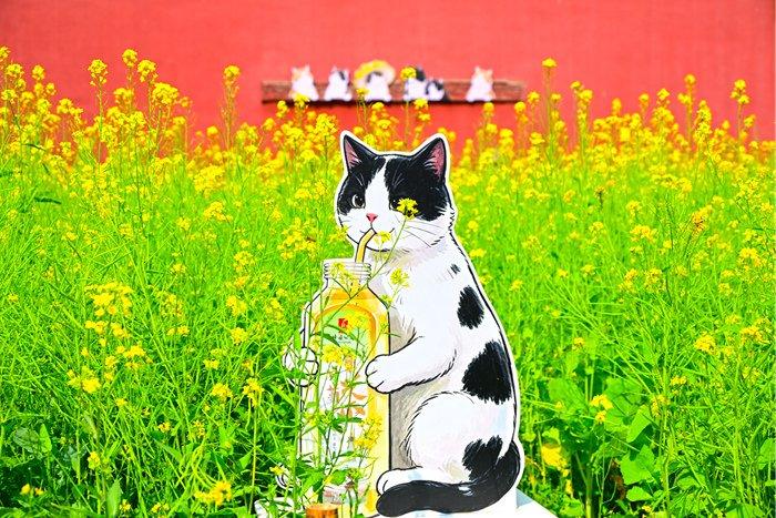 北京北海公园油菜花盛开 “小猫咪”入画添趣